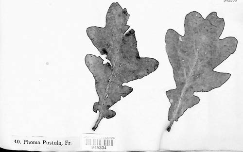 Hypospilina pustula image